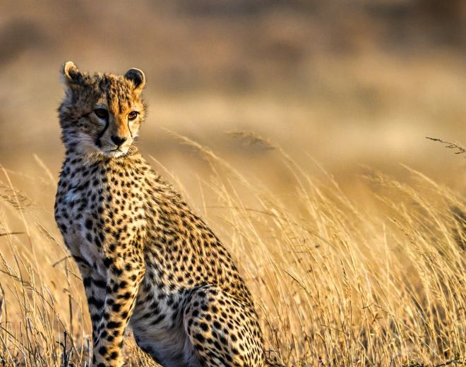Biodiversity Action