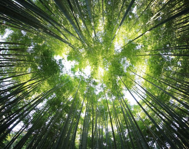 Deforestation- and Conversion-free Supply Chains