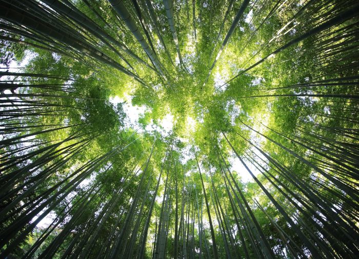 Deforestation- and Conversion-free Supply Chains