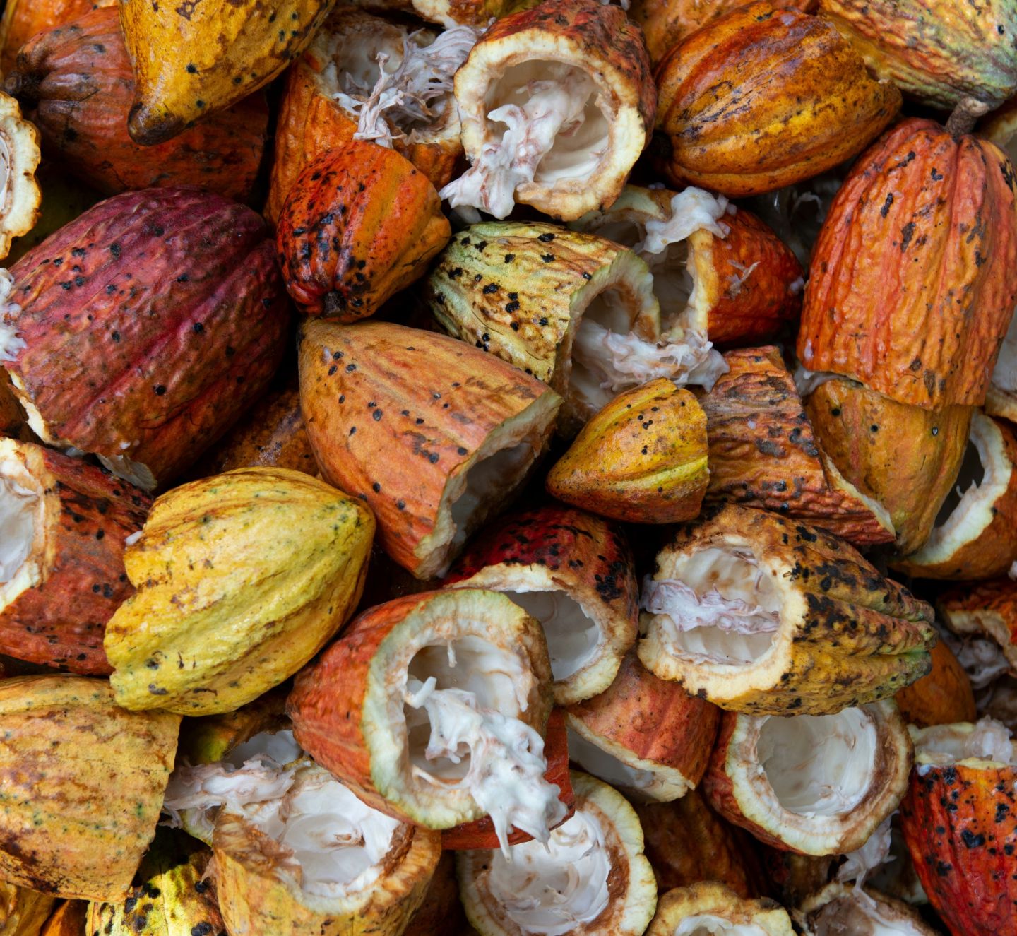 Paving the Way for Sustainable Landscape Management: Lessons from CLIF in Ghana
