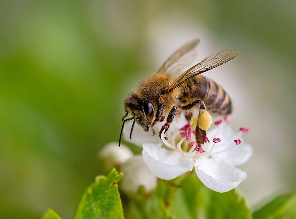 Biodiversity credits